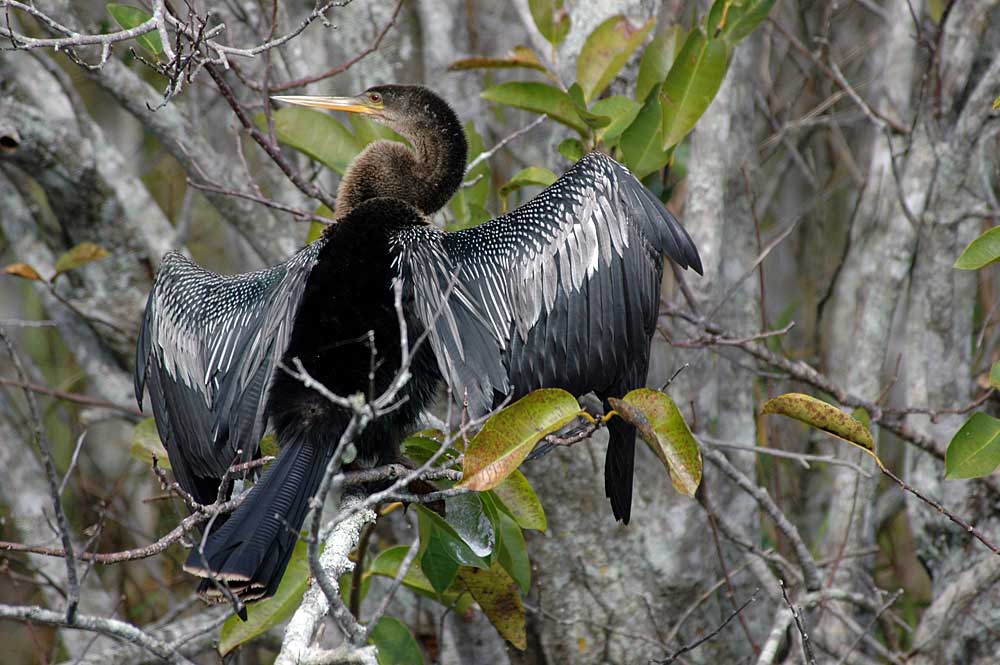 Everglades National Park, FL Birds (2004) Kruzan