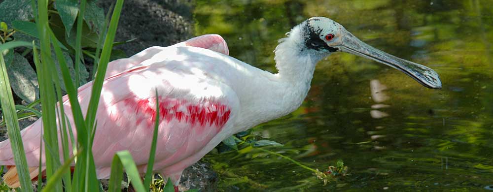 You are currently viewing Roseate Spoonbill