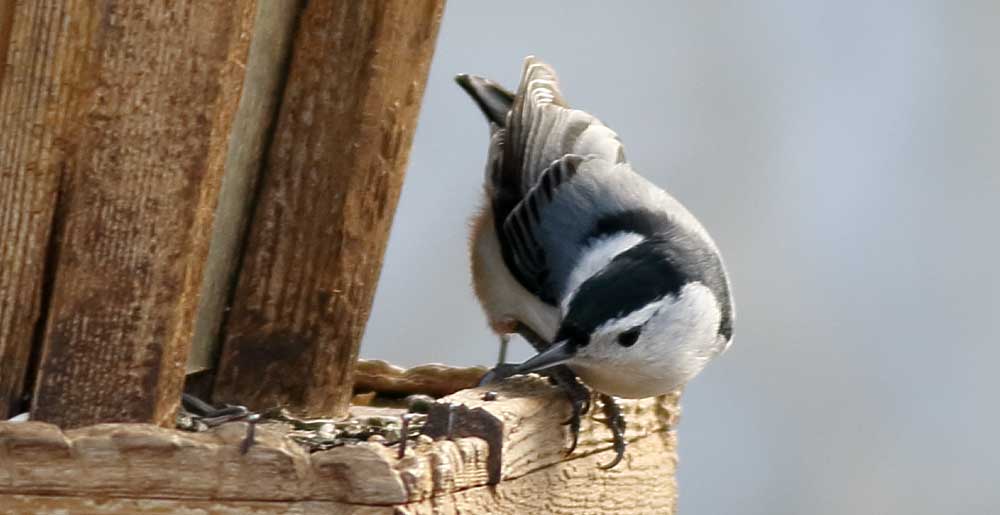 You are currently viewing White-breasted Nuthatch