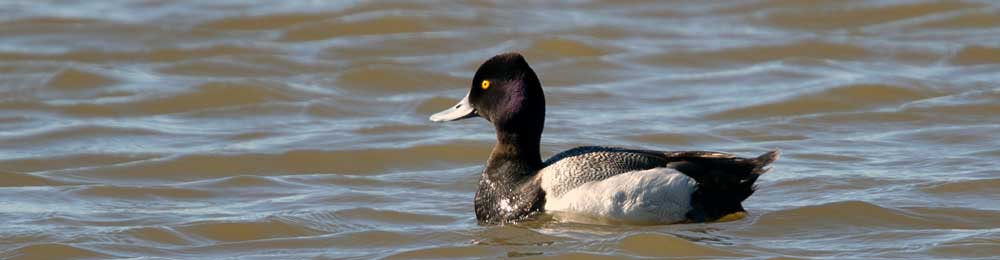 You are currently viewing Lesser Scaulp