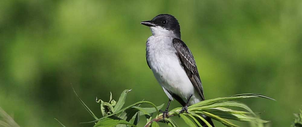 You are currently viewing Eastern Kingbird