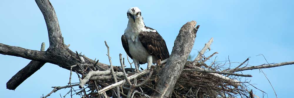 Read more about the article Everglades National Park, FL – Birds (2004)