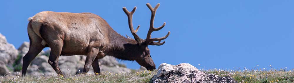 You are currently viewing Rocky Mountain National Park, CO – Elk