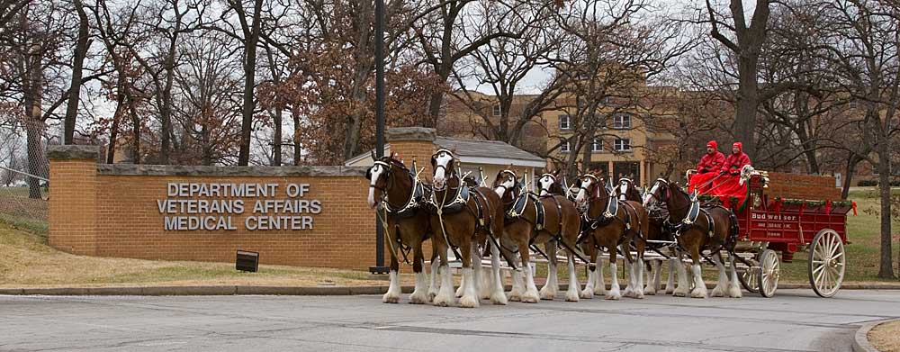 You are currently viewing Clydesdales at the VA, St. Louis, MO (2004)