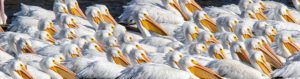 Read more about the article American White Pelican, (2019)