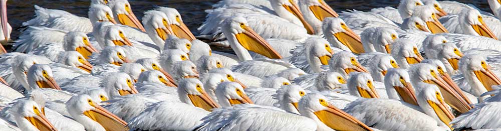 You are currently viewing American White Pelican