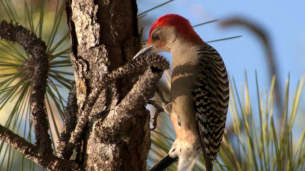 You are currently viewing Red-bellied Woodpecker