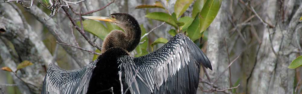 You are currently viewing Anhinga