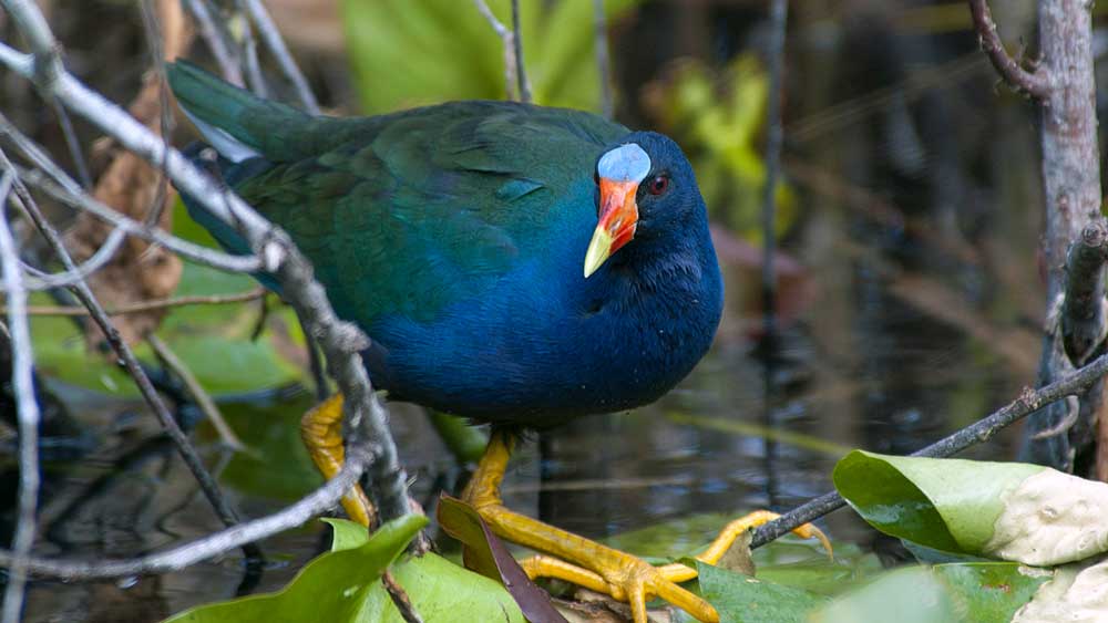 You are currently viewing Purple Gallinule