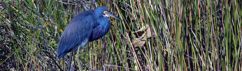 You are currently viewing Tricolored Heron