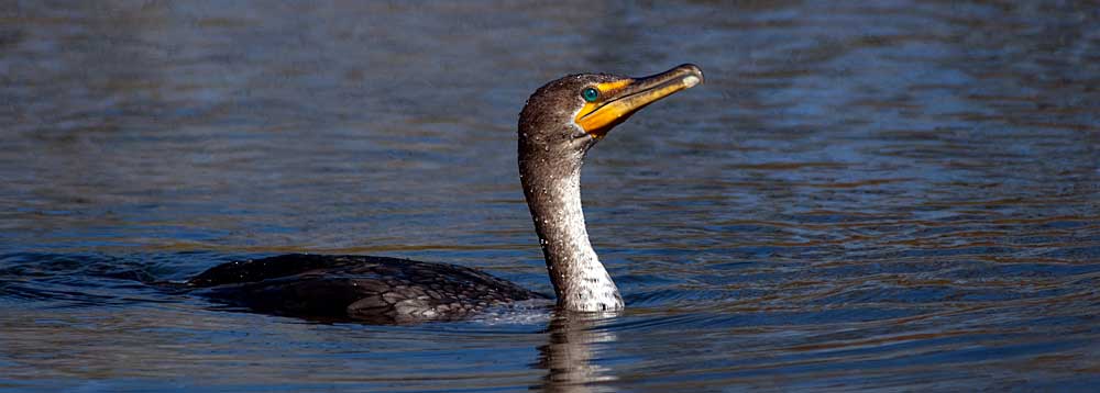 You are currently viewing Double-crested Cormorant