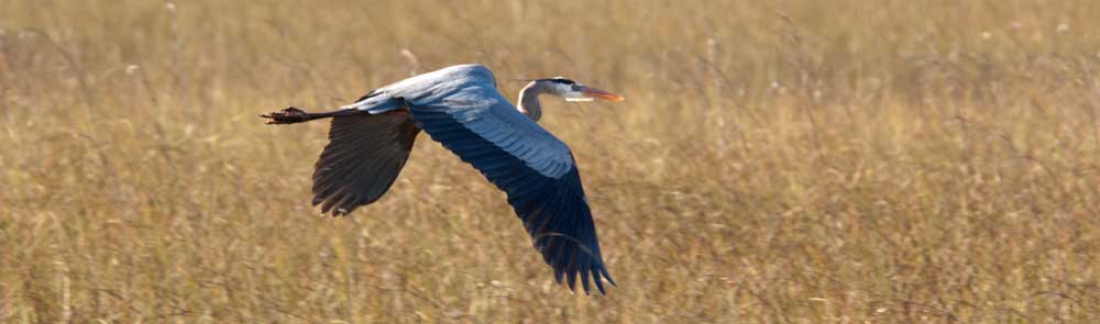You are currently viewing Great Blue Heron