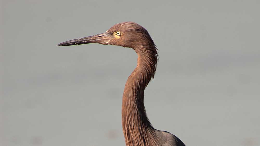 You are currently viewing Reddish Egret
