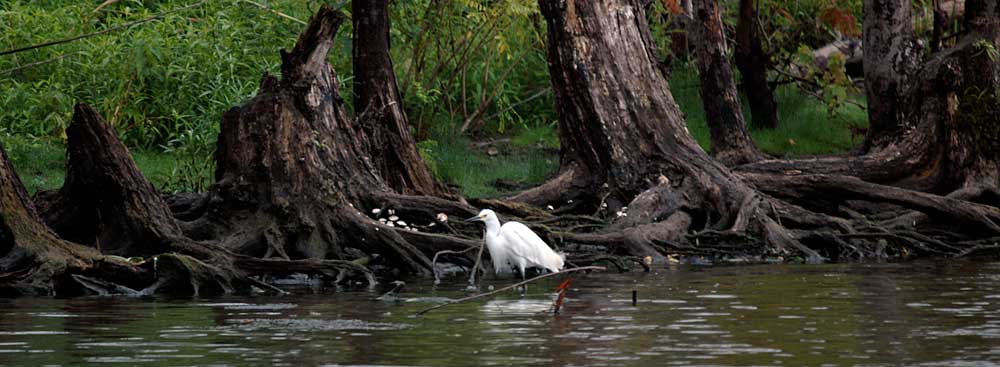 You are currently viewing Great Egrets
