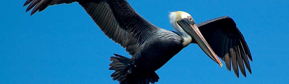 You are currently viewing Brown Pelican