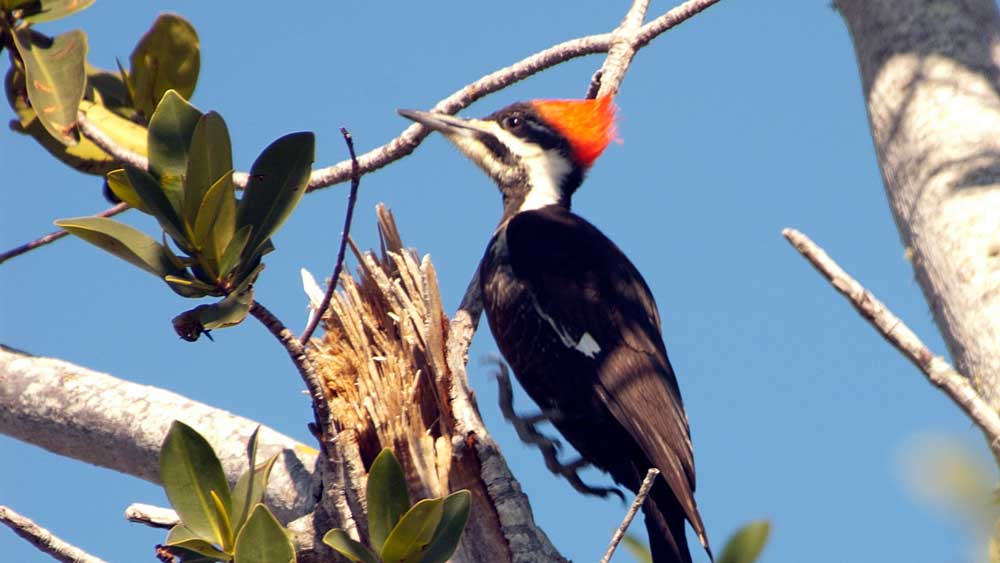 You are currently viewing Pileated Woodpecker