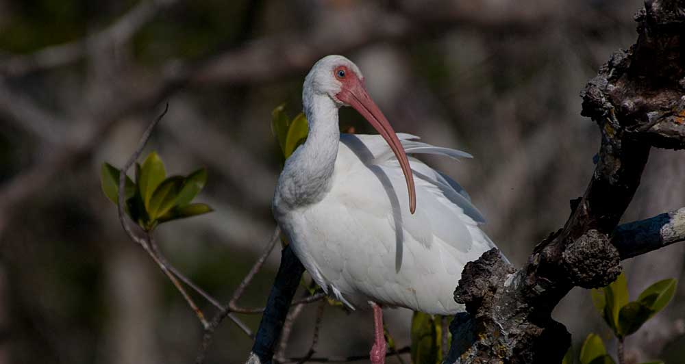 You are currently viewing Ibis – White