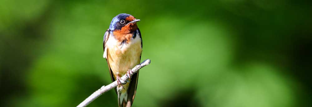 You are currently viewing Barn Swallow