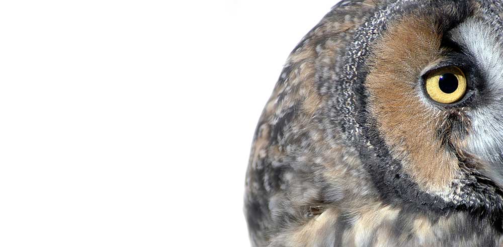 You are currently viewing Great Horned Owl