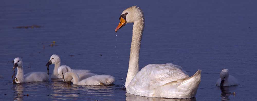 You are currently viewing Mute Swan