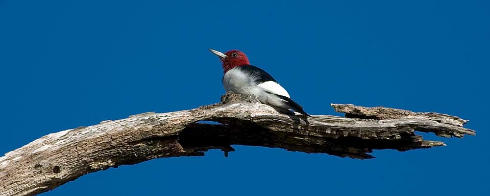 You are currently viewing Red-headed Woodpecker