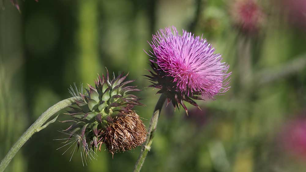Read more about the article Flower – Swamp Thistle