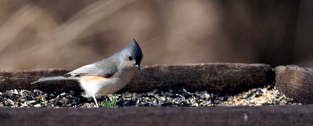 You are currently viewing Tufted Titmouse
