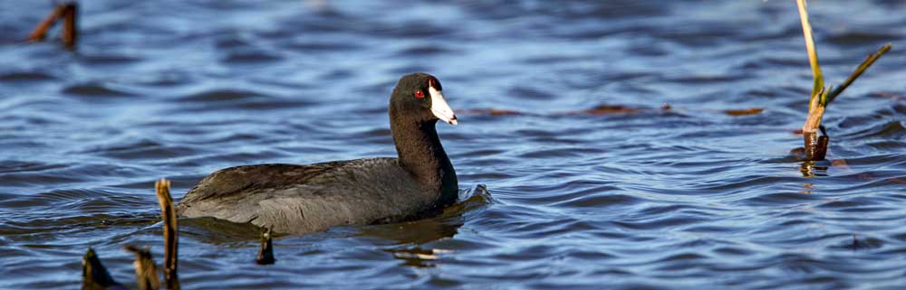 You are currently viewing American Coot