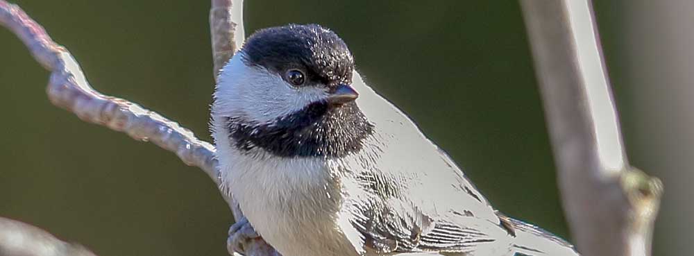 You are currently viewing Black-capped Chickadee