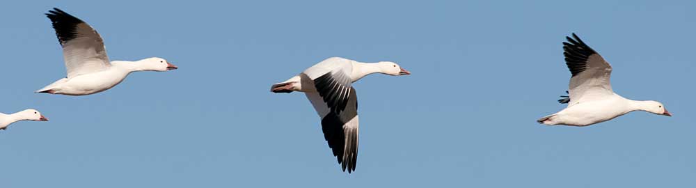 You are currently viewing Snow Goose