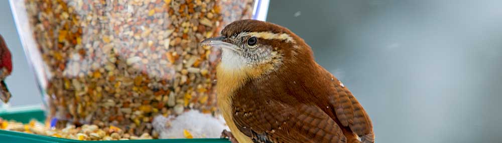 You are currently viewing Carolina Wren