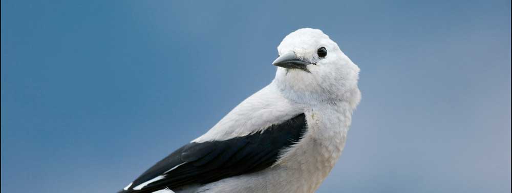 You are currently viewing Clark’s Nutcracker