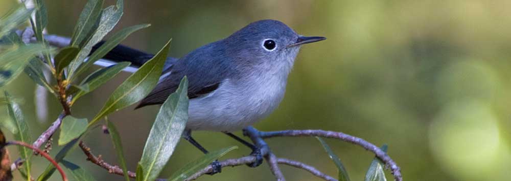 You are currently viewing Blue-gray Gnatcatcher