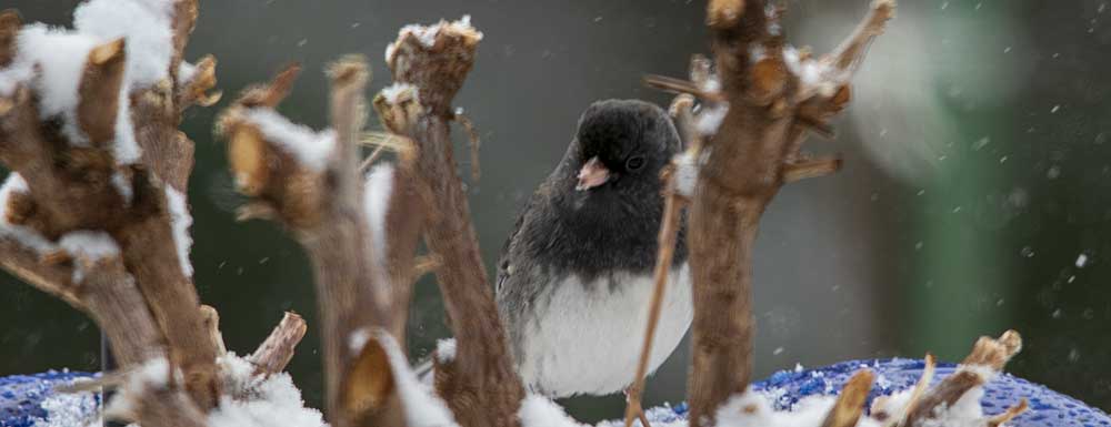 You are currently viewing Dark-eyed Junco