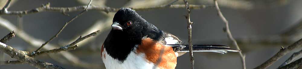 You are currently viewing Eastern Towee