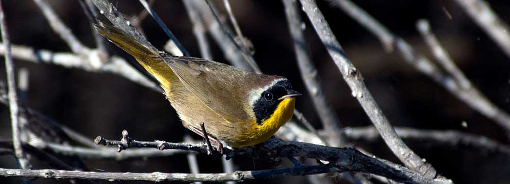 You are currently viewing Common Yellowthroat