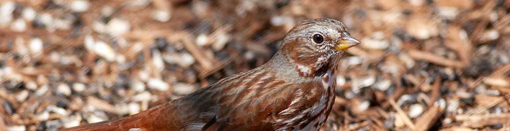 You are currently viewing Fox Sparrow
