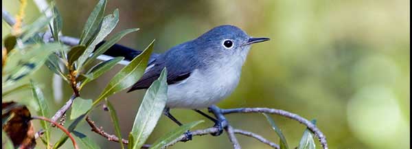You are currently viewing Gray Vireo