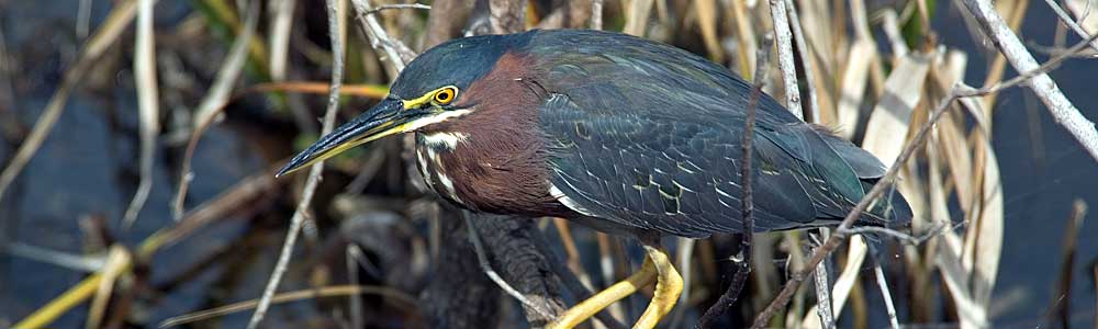 You are currently viewing Green Heron