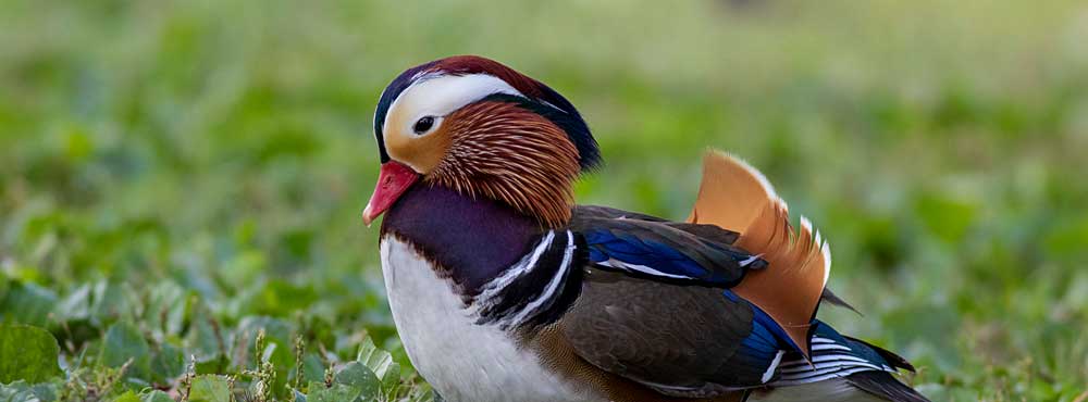 Read more about the article Mandarin Duck