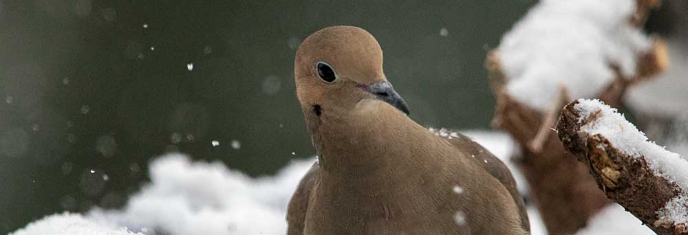 You are currently viewing Mourning Dove