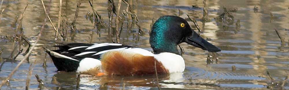 You are currently viewing Northern Shoveler