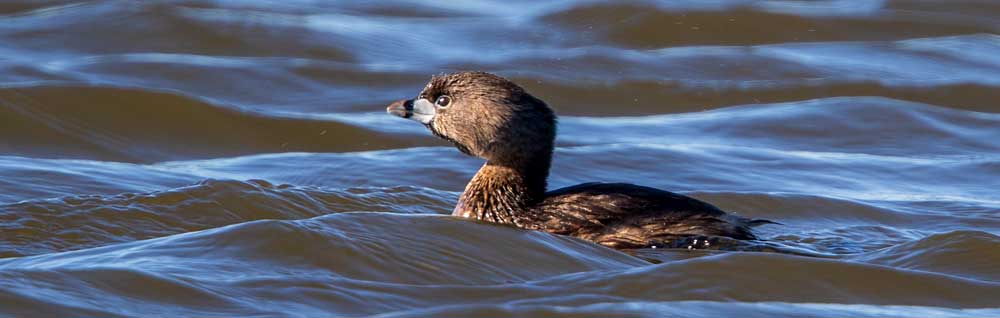 You are currently viewing Pied-billed Grebe