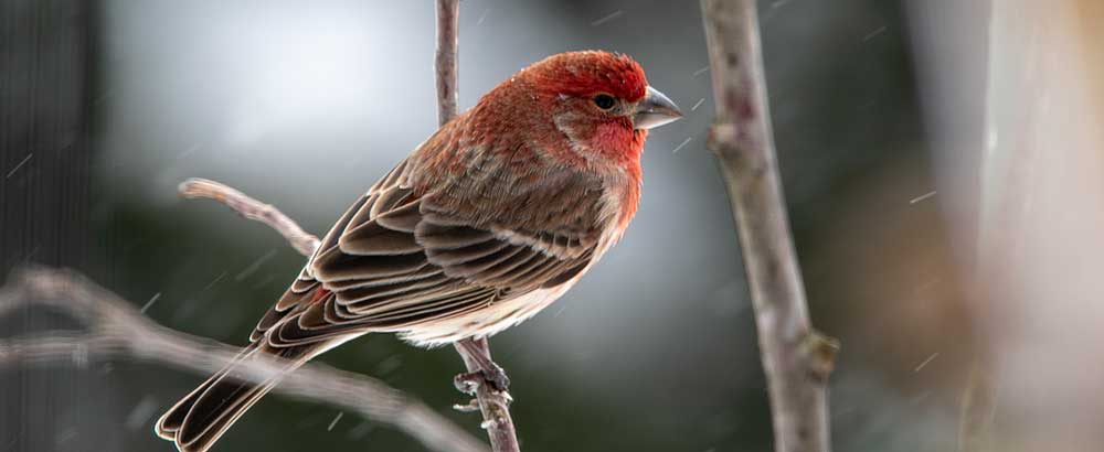 You are currently viewing Purple Finch