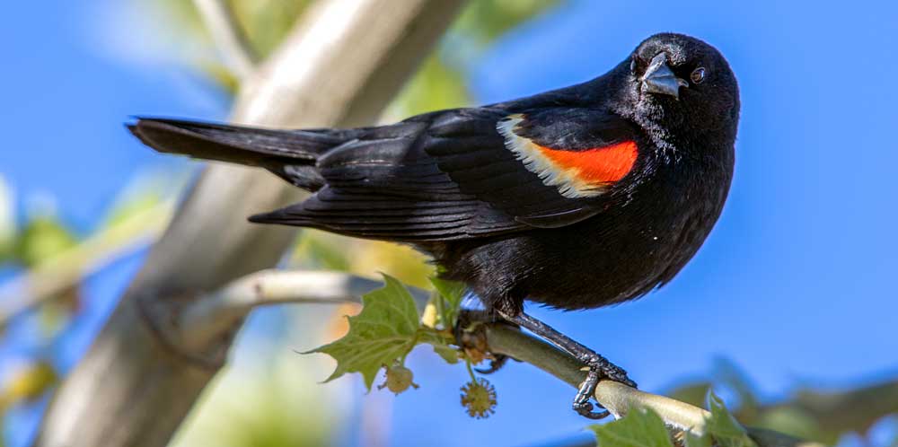 You are currently viewing Red-winged Blackbird