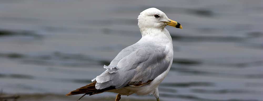 You are currently viewing Ring-billed Gull