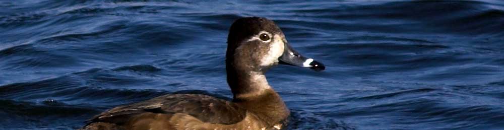 You are currently viewing Ring-necked Duck