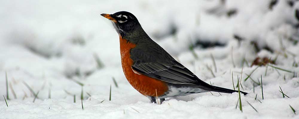 You are currently viewing American Robin