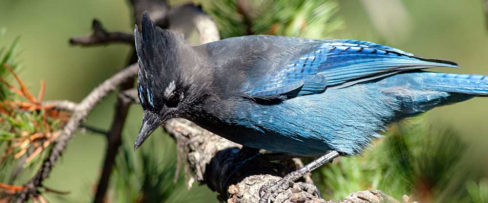 You are currently viewing Stellers Jay