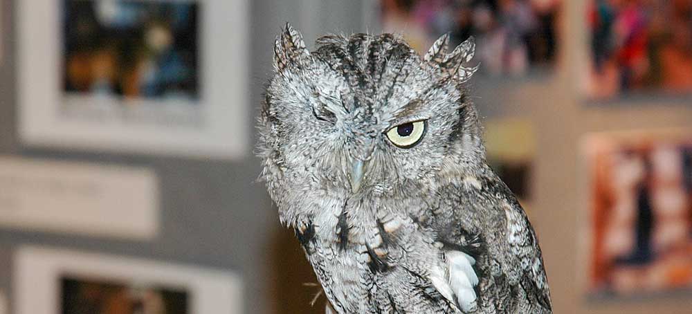 You are currently viewing Western Screech Owl